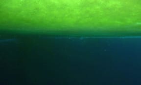The bright green algae growing on the underside of the sea ice is like an upside-down meadow, and along with phytoplankton it underpins the entire Antarctic marine food web.