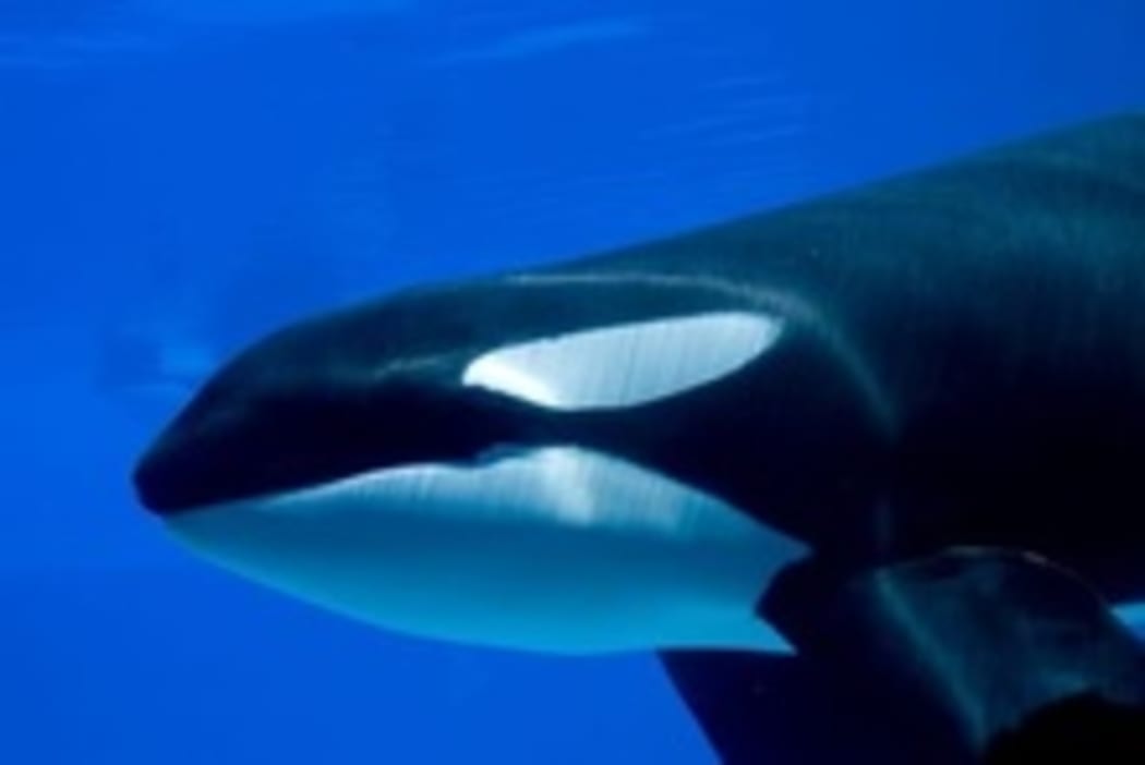 orca