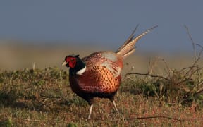 Common pheasant.