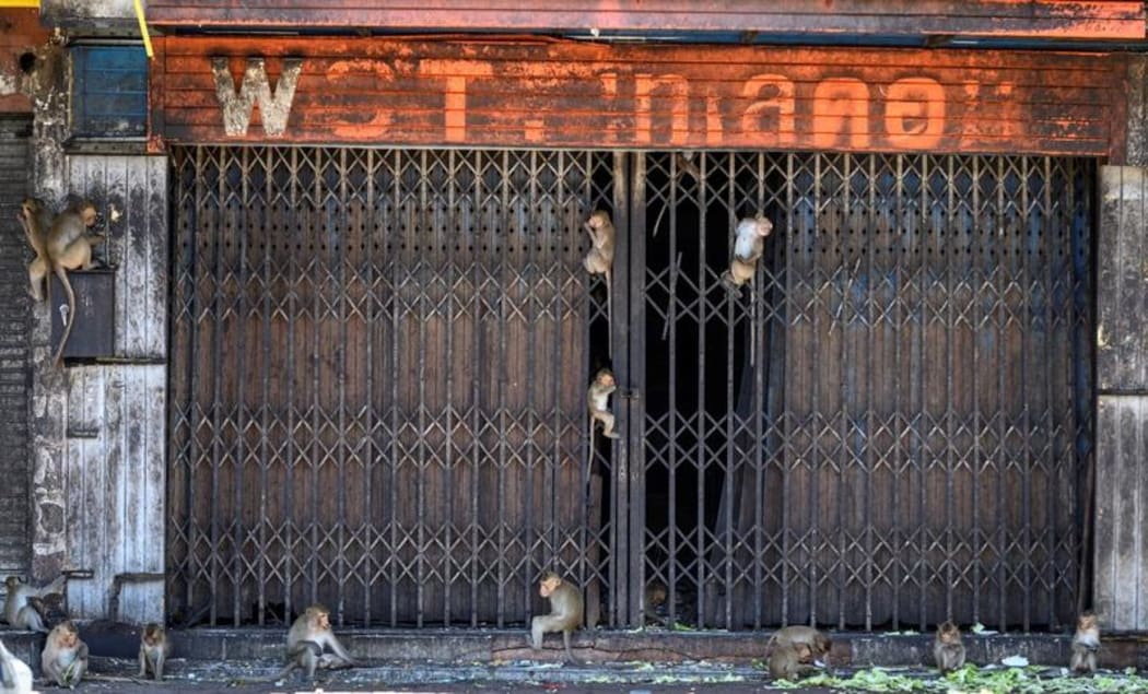 Longtail macaques gathering outside a closed shop in the town of Lopburi. Residents barricaded indoors, rival gang fights and no-go zones for humans.