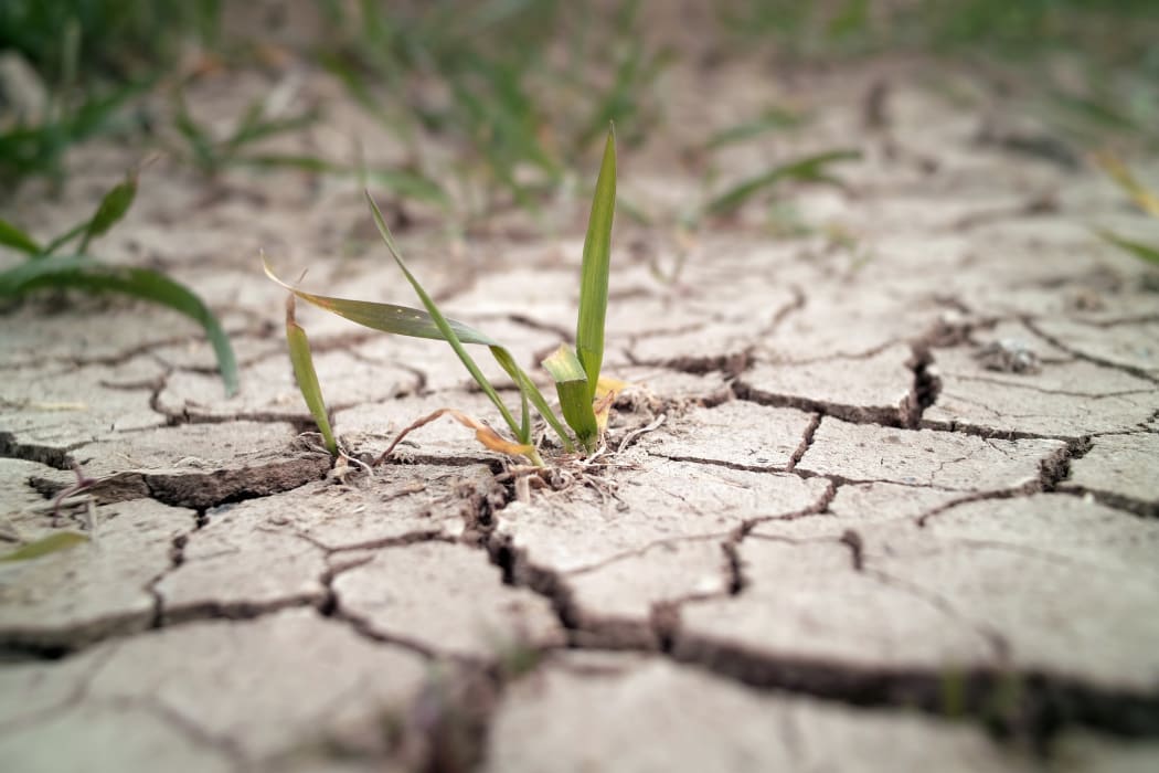 10922296 - wheat in drought field