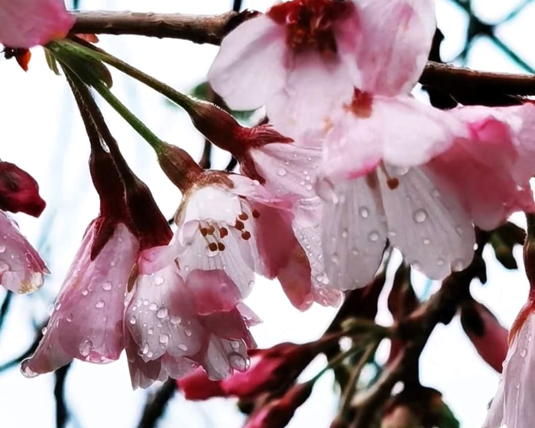 Cherry blooms.