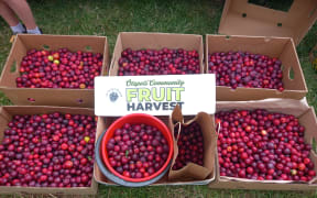 80kgs of homegrown plums in six boxes, picked in Dunedin backyards.