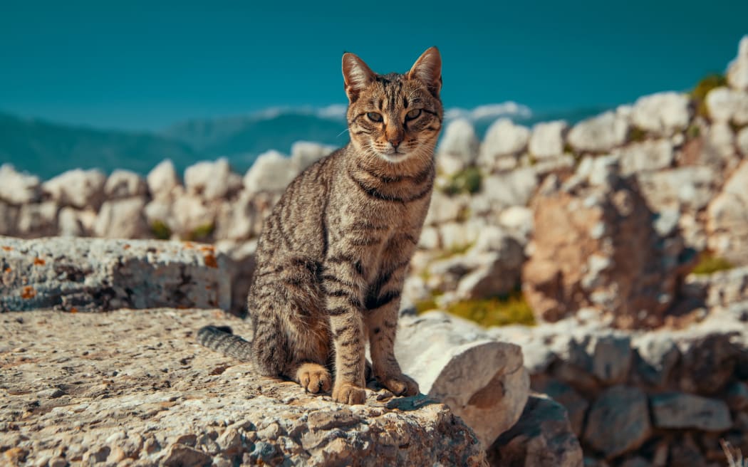 adult tabby cat sits on the ancient ruins of the Mycenaean fortress against the backdrop of the mountains