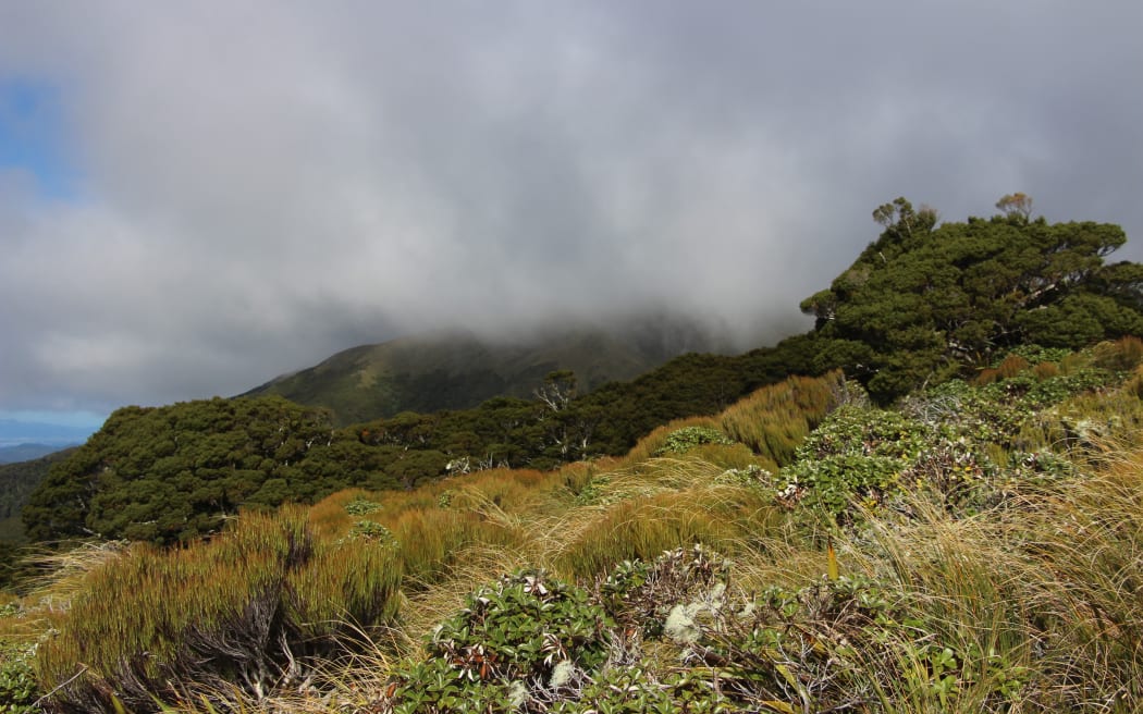 Tararua Forest Park