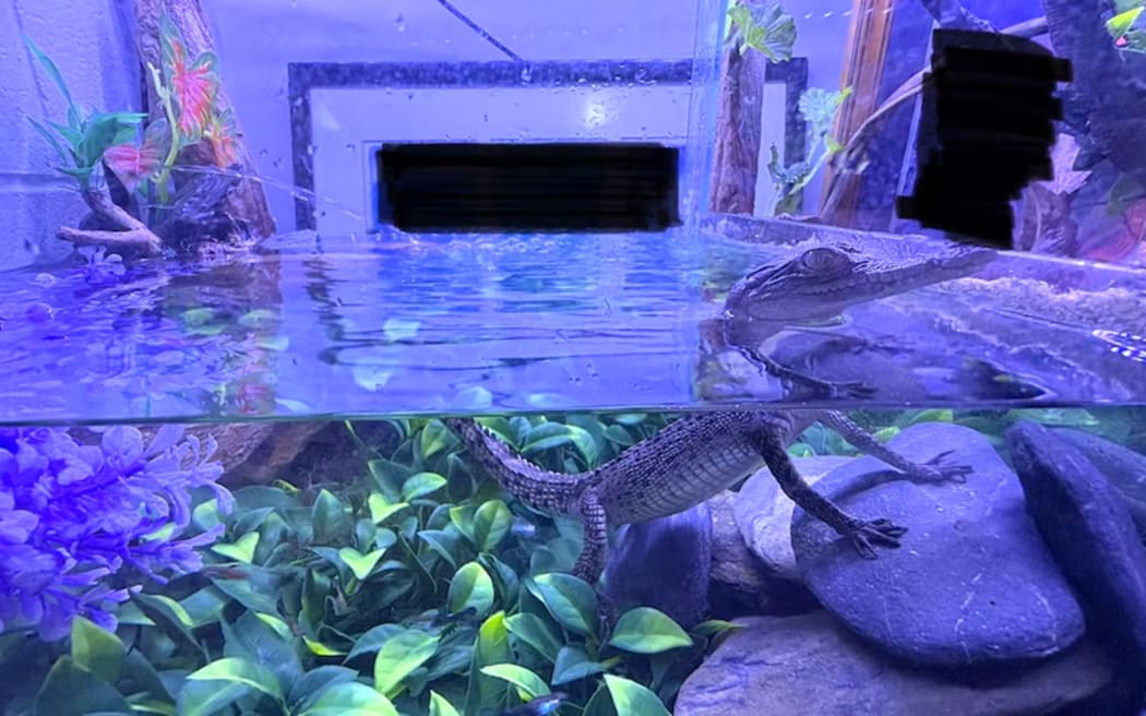 The crocodile must now live its life in a zoo.