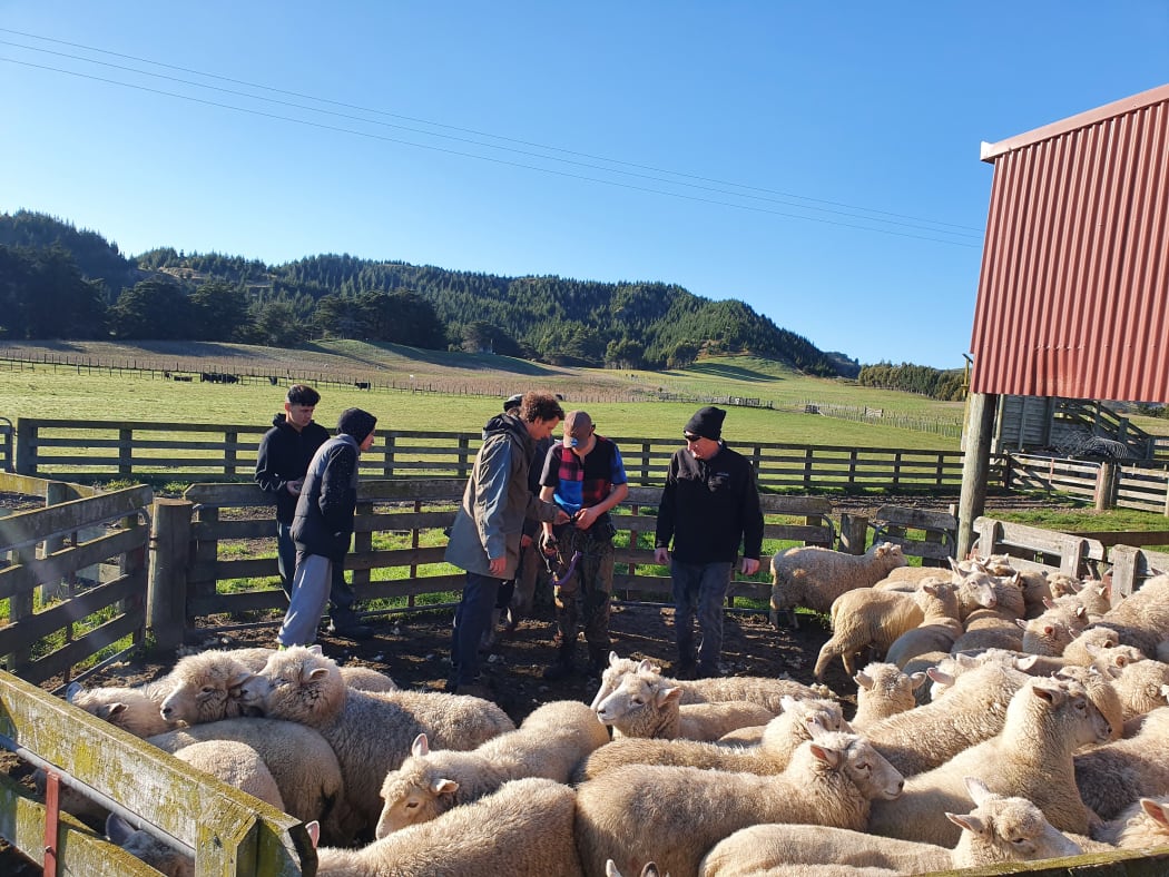 Tom Gordon showing ag students how to dag sheep.