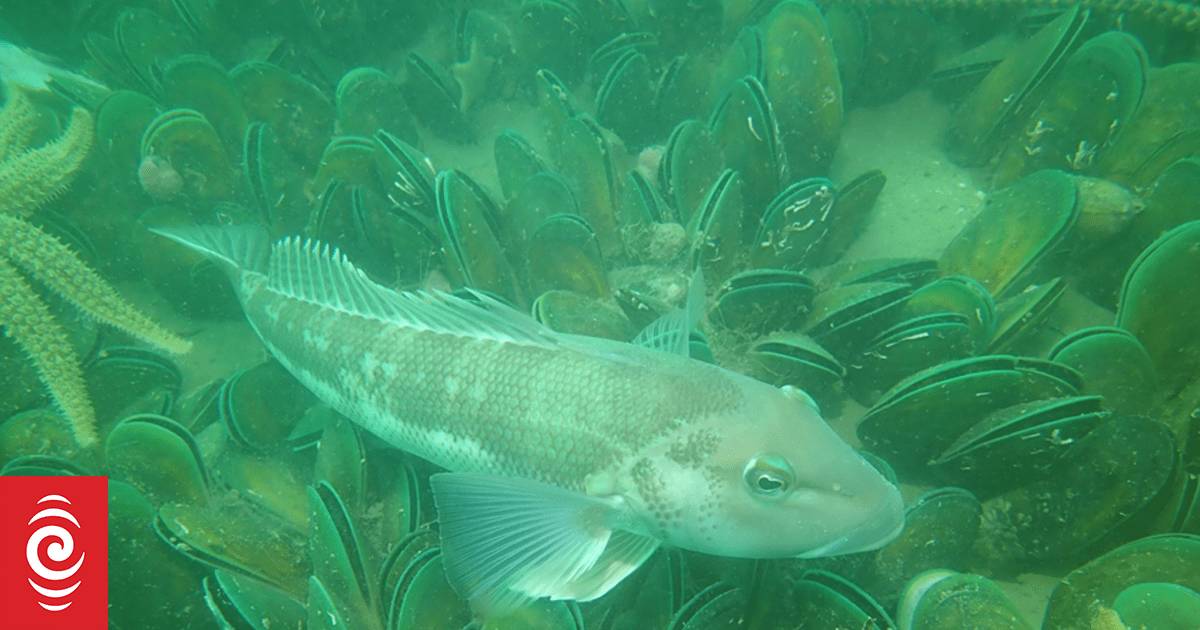 eDNA programme to help preserve fish species | RNZ