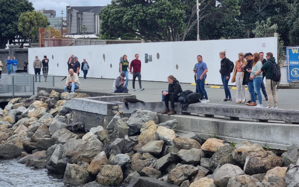 Seal pup at Wellington waterfront being adored by people walking by on their lunch break.