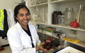 Namrata Chand separates out different seaweed species to weigh them to get species biomass data.
