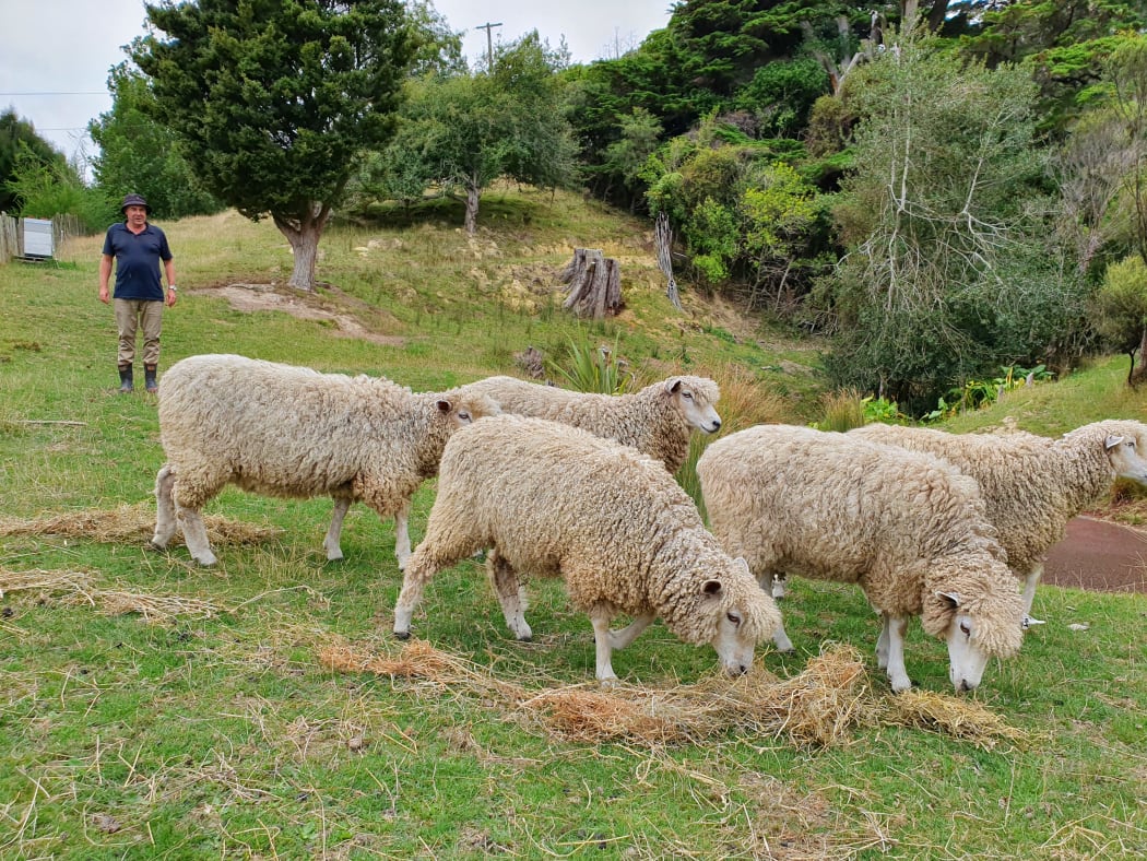 The Ravenswood flock at Paekakariki Hill