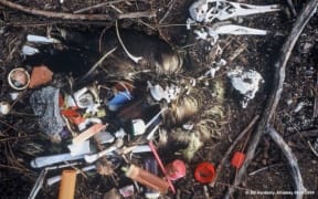 The remains of an albatross with the plastic debris that was inside it, taken in the 1990s.