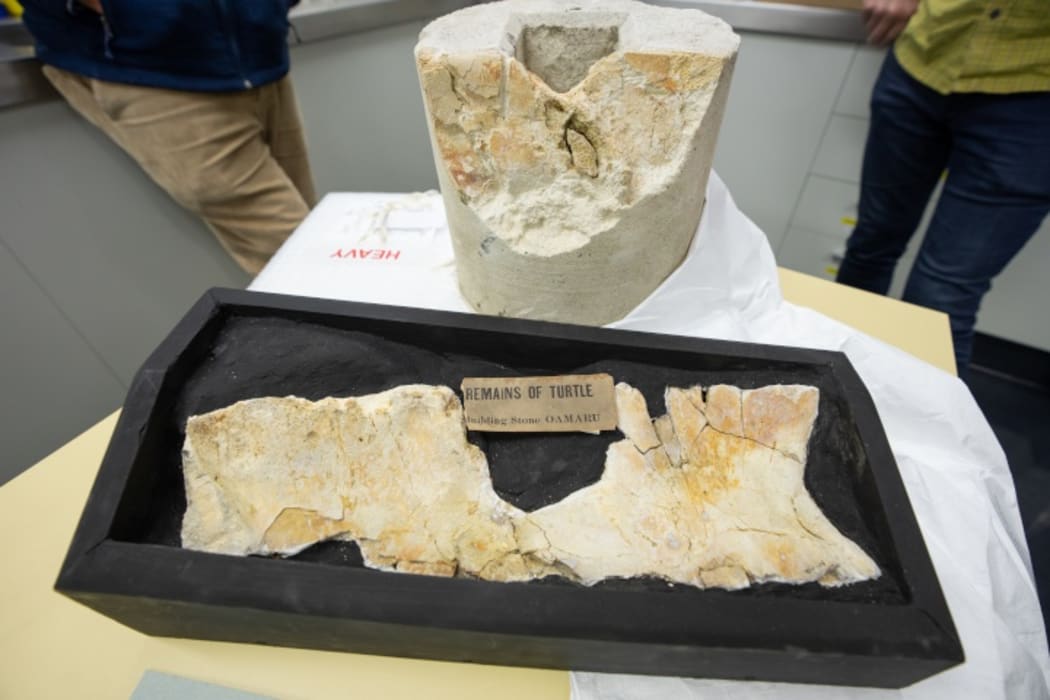 ]Canterbury Museum identified the  fossilised remains as those of a turtle that lived between 25 and 35 million years ago.