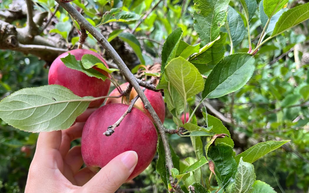 Picking apple (general)