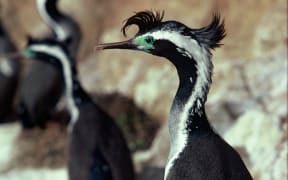 Spotted Shag