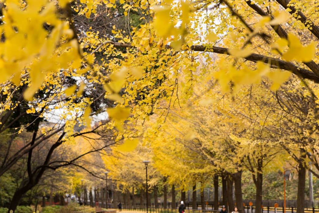 A gingko tree taken from the seed of one that survived the US bombing of Hiroshima will eventually be planted at the Dunedin Botanic Garden.