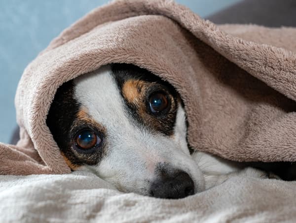 A terrier dog curled up on its bed