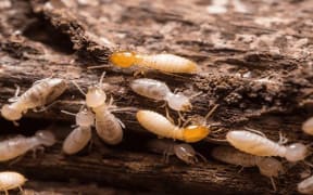 Asian Subterranean Termites