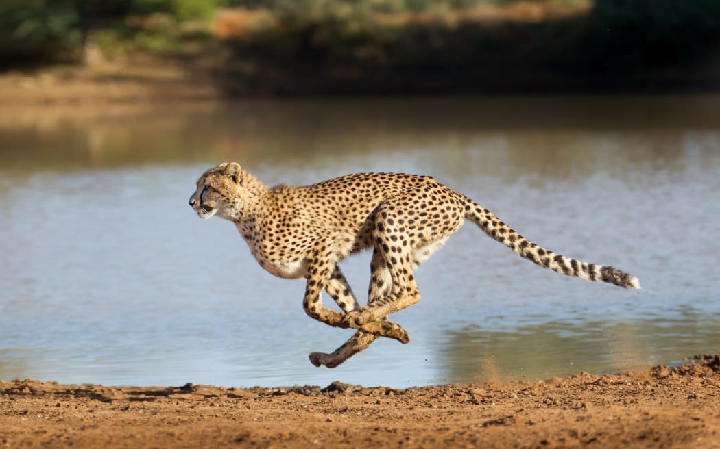 Cheetah running at full speed in South Africa (Acinonyx jubatus)
