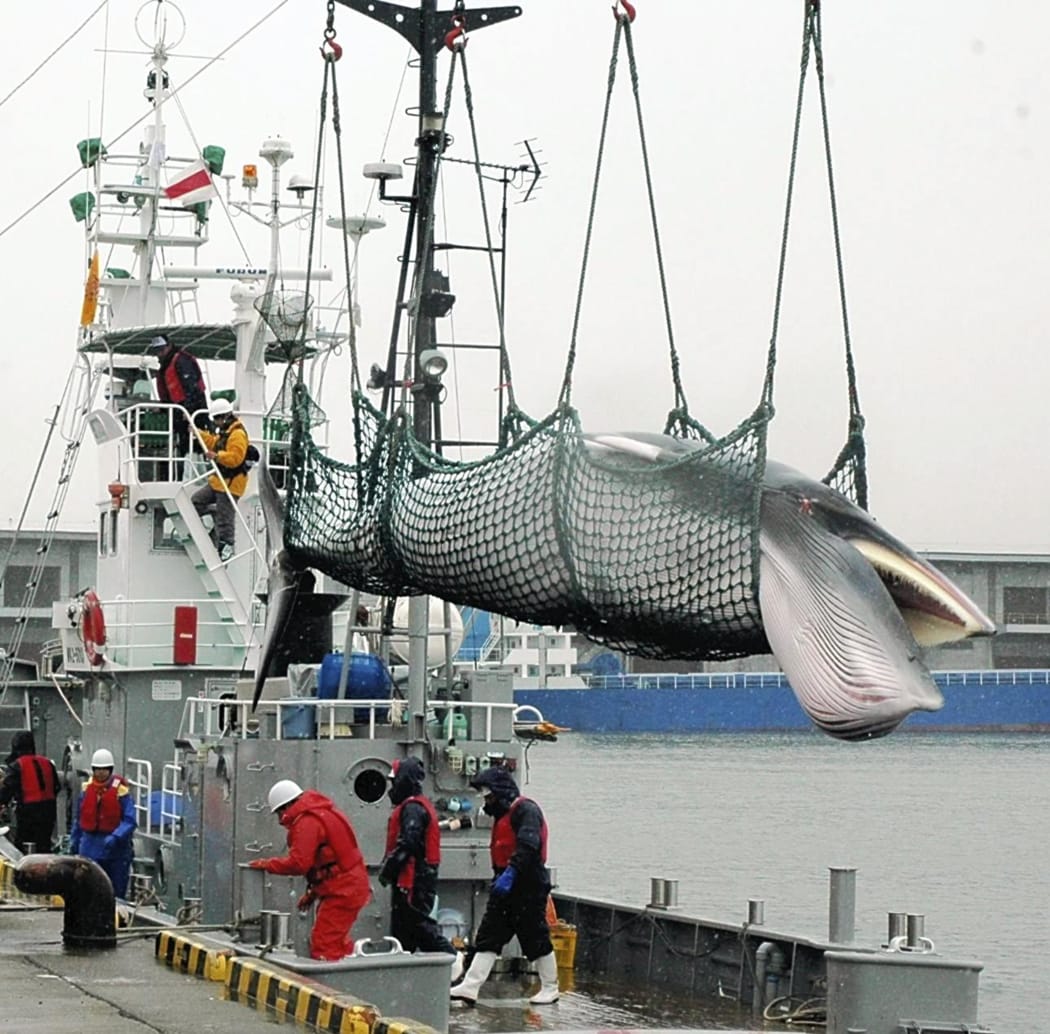 A minke whale is landed from a research whaling vessel in Kushiro, Hokkaido  Prefecture, in May 2011.