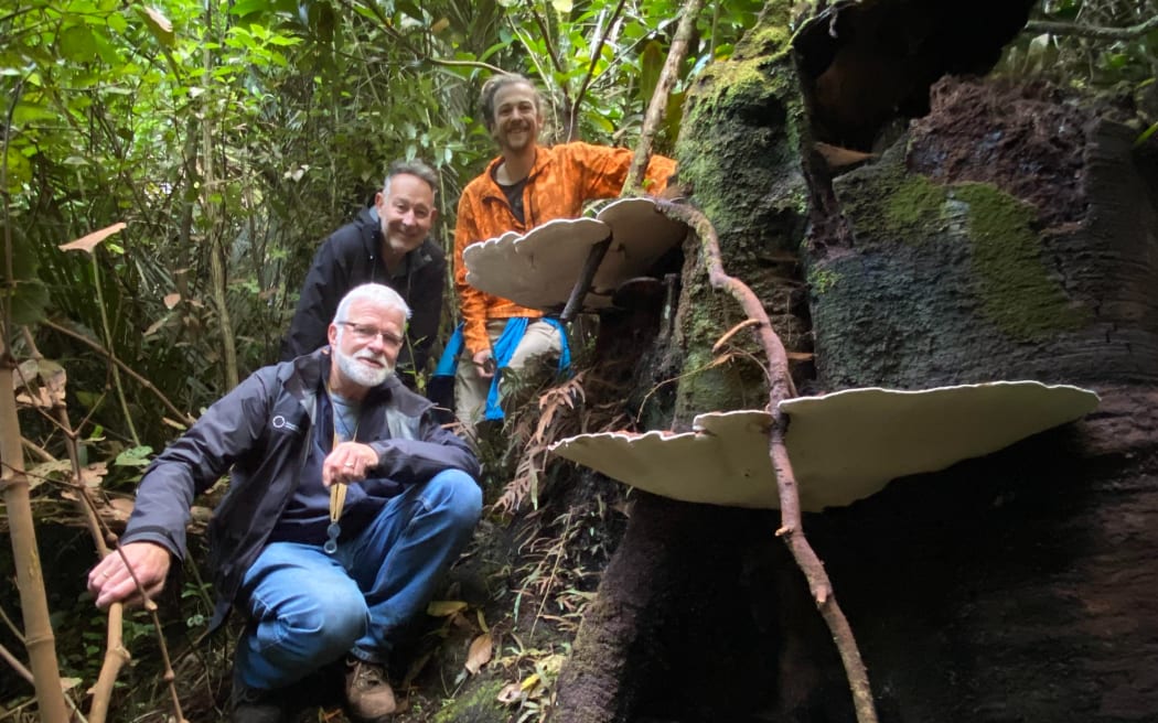 From left to right Dr Peter Buchanan, (front),  Gerrie Viljoen, teacher at Ormiston Junior College, Auckland and Sam Lasham PhD student Auckland University (he's wearing orange, and was the person who found the enormous Ganoderma).