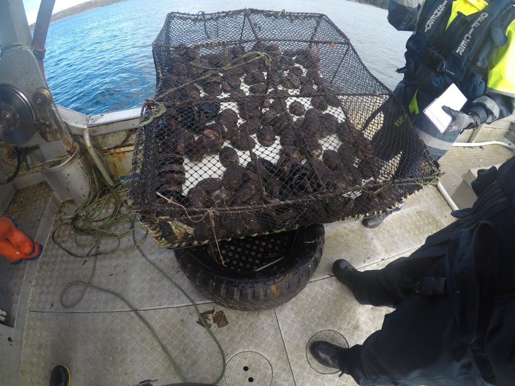 Recovered paua