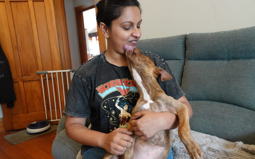 Xena the puppy was found wandering the streets of Palmerston North.