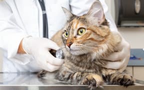 Veterinarian holding a cat and examining him with stethoscope