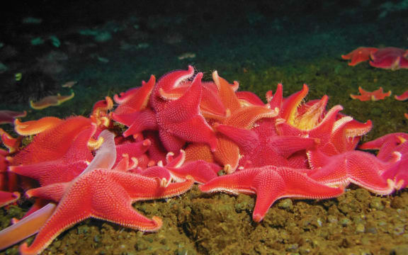 Odontaster validus (Koehler)