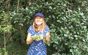 Collecting feijoas in the wild feijoa forests in Southern Brazil March 2019