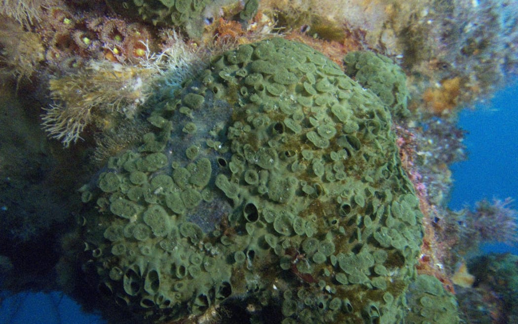 New sponge discovered - procumbens at Poor_Knights islands