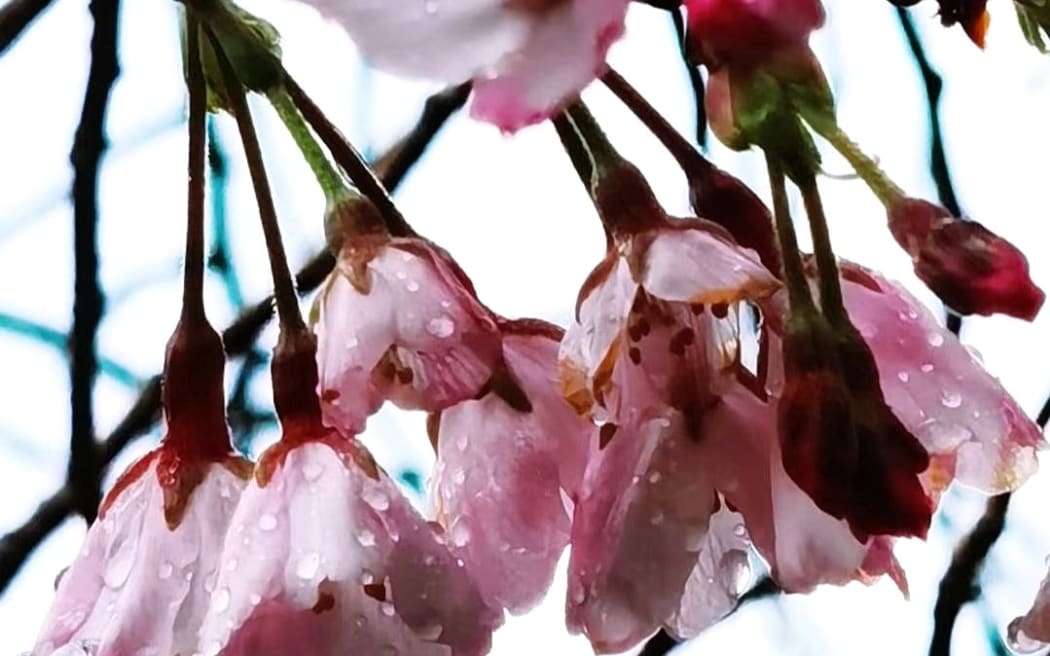 Cherry blooms.