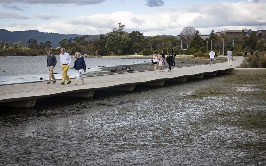 Lakeweed at Rotorua's lakefront