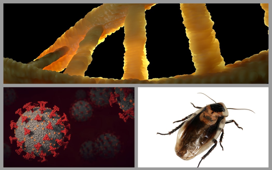 Omicron variant, cockroaches, DNA