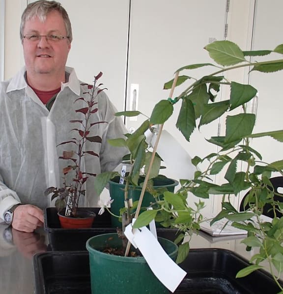 Plant and Food Research scientist Andrew Allan with an apple tree, that grows like a vine, which has been genetically modified to flower for most of the year.