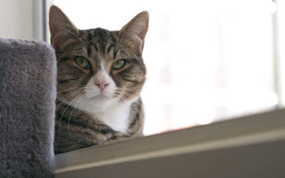 Cats at the SPCA Wellington centre enjoy listening in to RNZ Concert