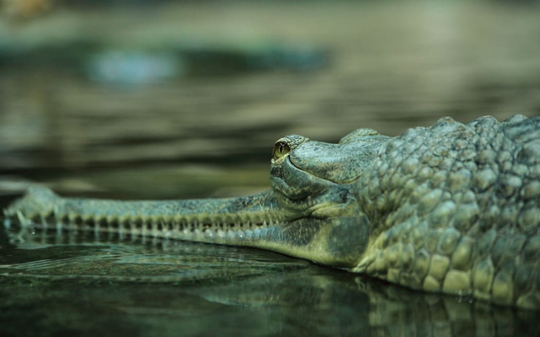 Head of gharial crocodile