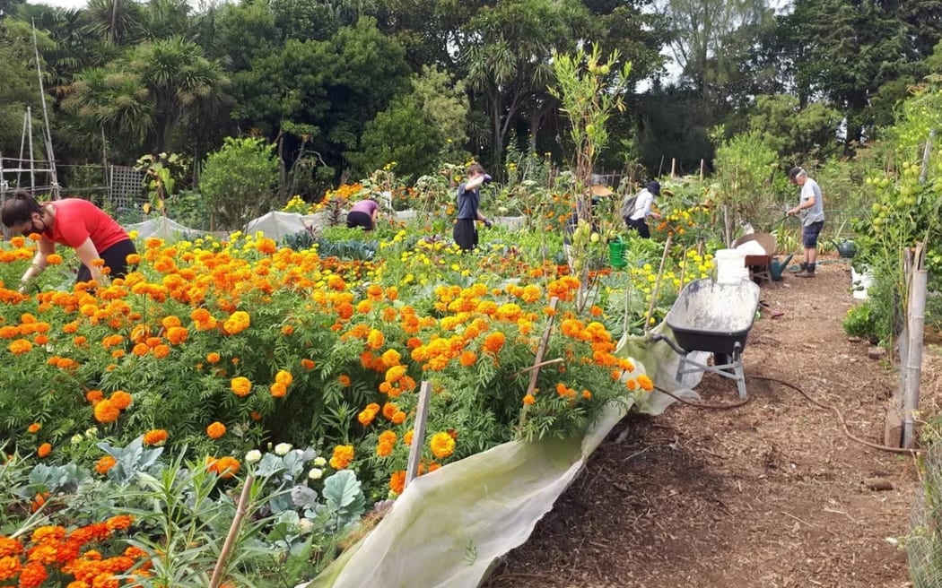 Working bee at Sanctuary Mahi Whenua Gardens