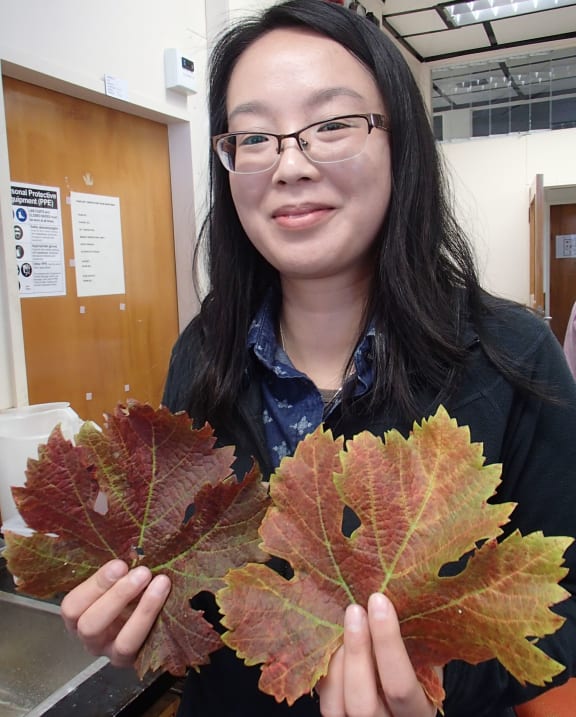 Karmun Chooi with grape leaves showing distinctive red colour with green veins that indicate a leafroll-3 infection.