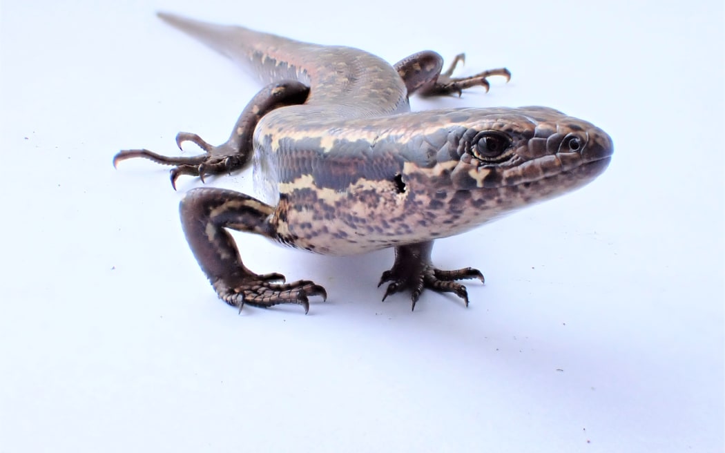 The 7-10cm long coffee-coloured skink is believed to be a kakerakau.
