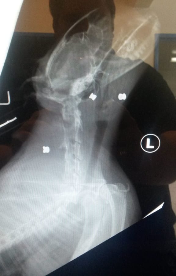 Ashburton cat Billy was shot and injured this week. He eye and spinal injuries and three pellets from a slug gun embedded in his head and neck.