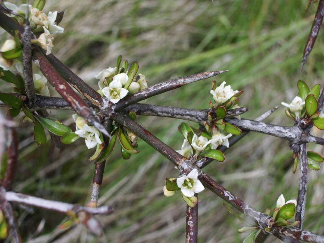 Matagouri (aka wild Irishman / Discaria toumatou)