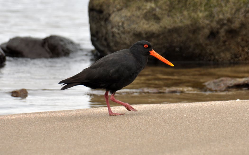 Variable oystercatcher