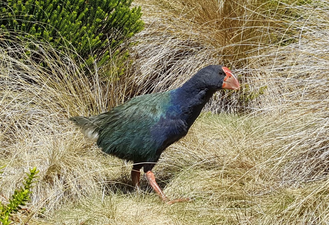 A young wild takahē in Fiordland's Takahē Valley.