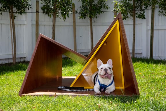 House dog cheap design