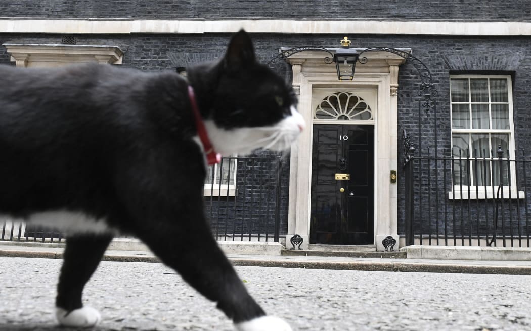 Palmerston, the Foreign & Commonwealth Office (FCO) cat stalks past 10 Downing Street in front of the waiting media in central London on June 9, 2017 after results in a snap general election show a hung parliament with Labour gains and the loss of the Conservative majority. British Prime Minister Theresa May faced pressure to resign on Friday after losing her parliamentary majority, plunging the country into uncertainty as Brexit talks loom. The pound fell sharply amid fears the Conservative leader will be unable to form a government and could even be forced out of office after a troubled campaign overshadowed by two terror attacks. (Photo by Justin TALLIS / AFP)