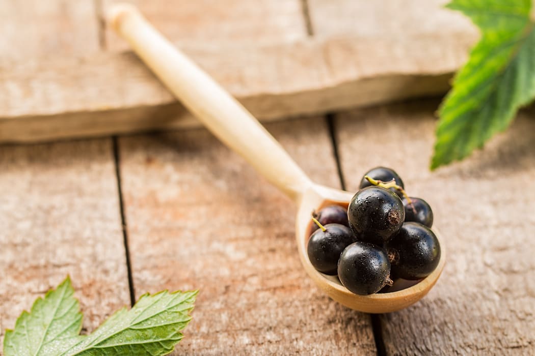 blackcurrants on wooden spoon