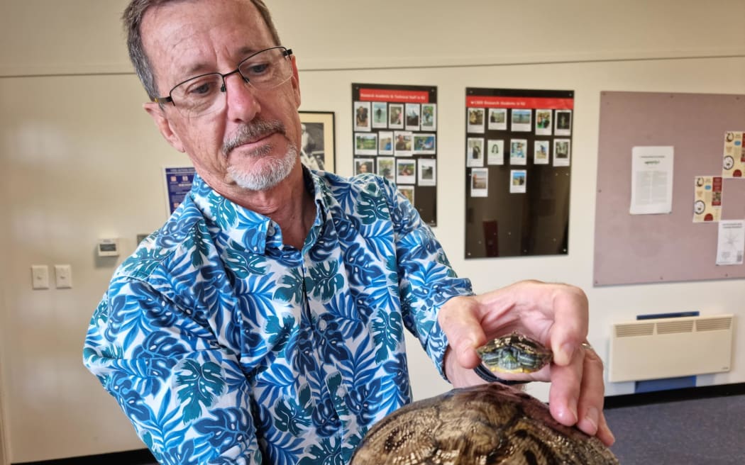Two red-eared slider turtles