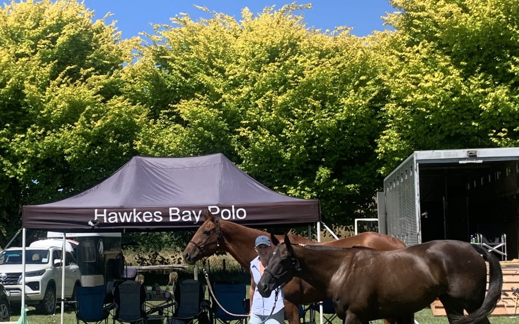 Hawkes Bay Polo Tent