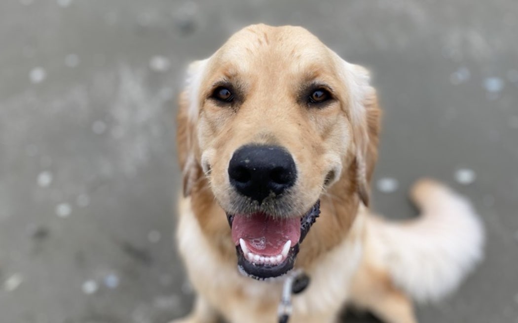 Luna is a two-year-old golden retriever who lives on Auckland’s Hibiscus Coast.